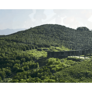 Guatemala San Marcos Robusta Green Coffee Beans - ROASTIKA