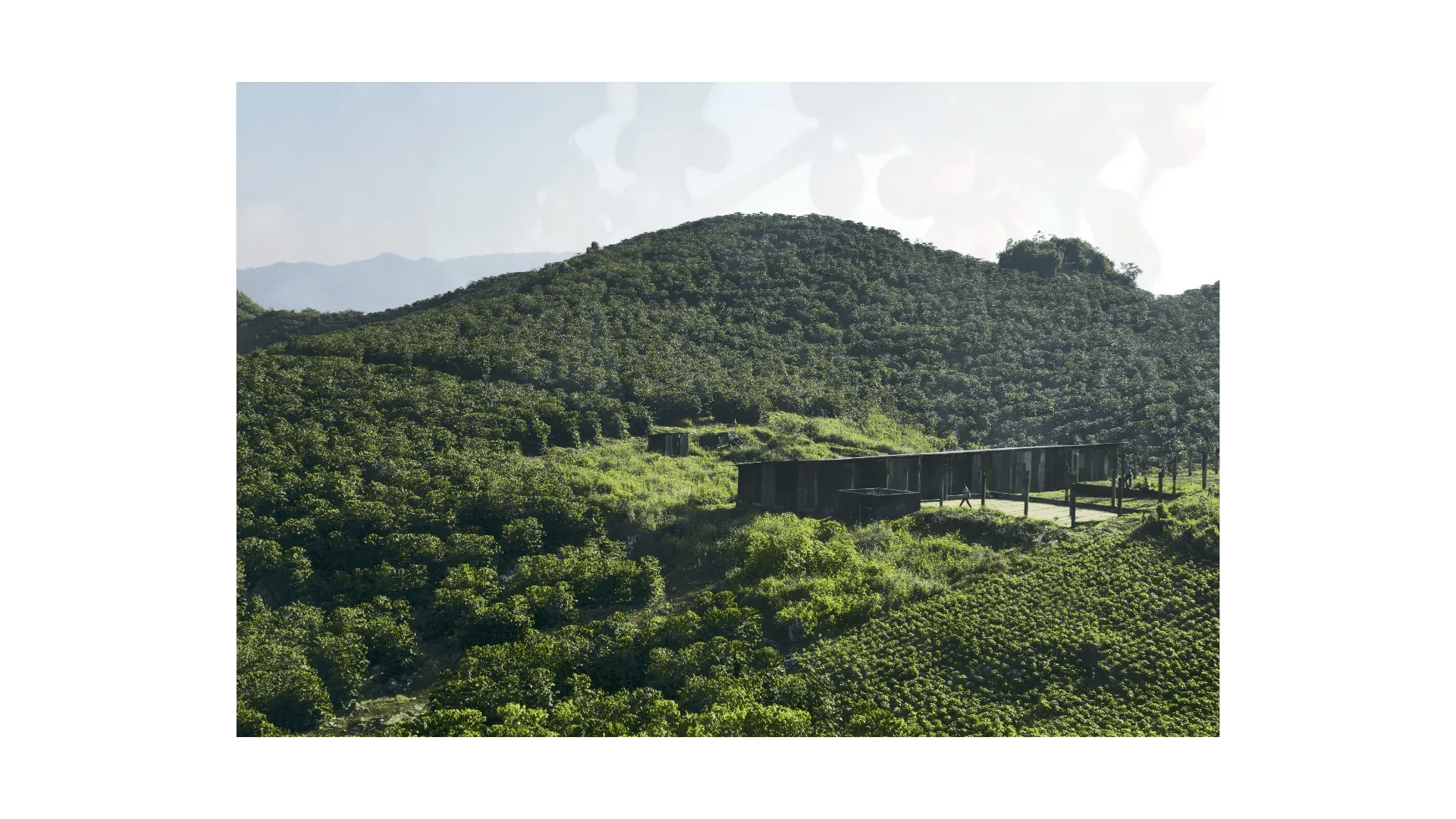 Guatemala San Marcos Robusta Green Coffee Beans - ROASTIKA