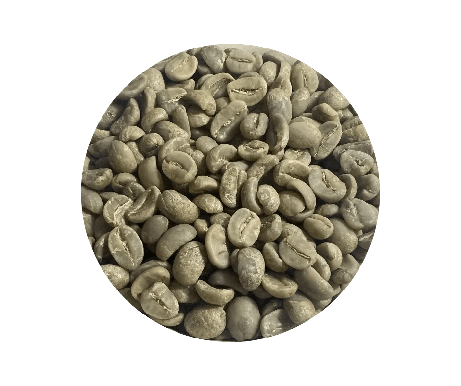 Nicaragua SHG EP Jinotega Finca Las Camelias Green Coffee Beans - ROASTIKA
