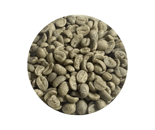Nicaragua SHG EP Jinotega Finca Las Camelias Green Coffee Beans - ROASTIKA