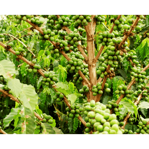 Tanzania peaberry coffee - ROASTIKA