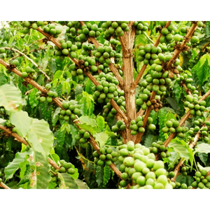 Tanzania Peaberry Green Coffee Beans - ROASTIKA