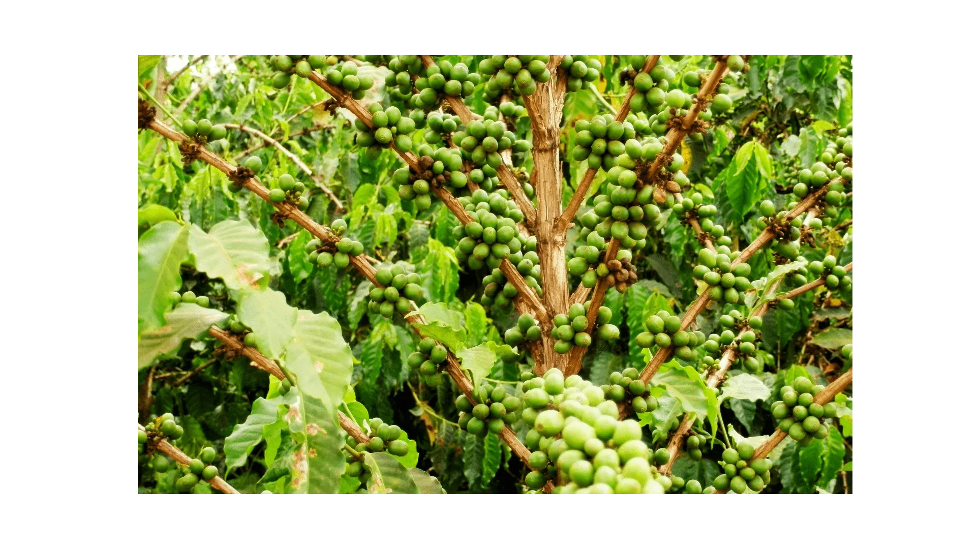 Tanzania Peaberry Green Coffee Beans - ROASTIKA