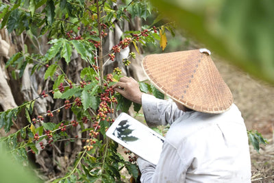 Vietnam Cau Dat Green Coffee Beans - ROASTIKA
